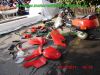 Honda_PC800_Pacific_Coast_RC34_rot_Sturz_V2-Tourer_GIVI_Gepaecktraeger_Teile_Ersatzteile_parts_spares_spare-parts_ricambi_repuestos-2.jpg